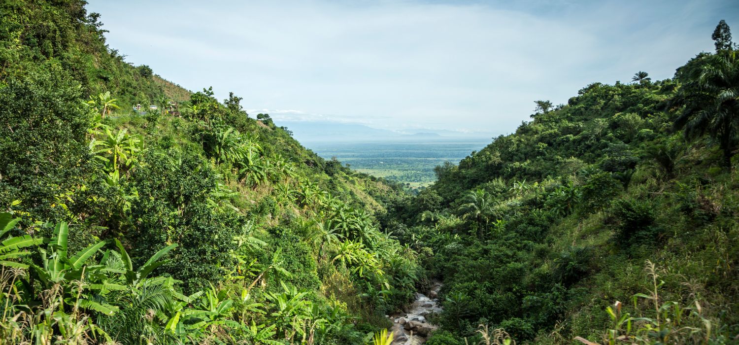 Burundi Fields