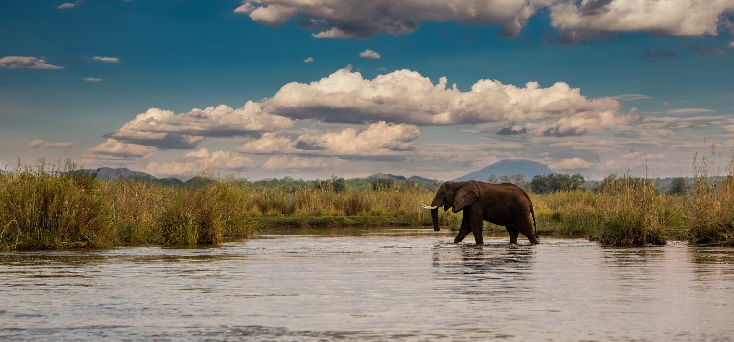 Elephant in the Zambezi, Zambia