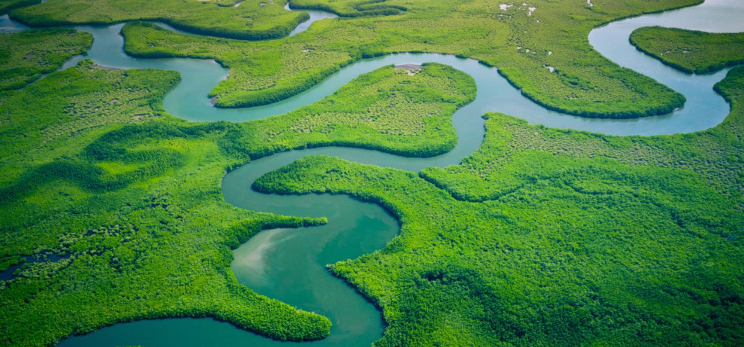 Aerial view of mangrove forest in Gambia. Photo made by drone from above. Africa Natural Landscape